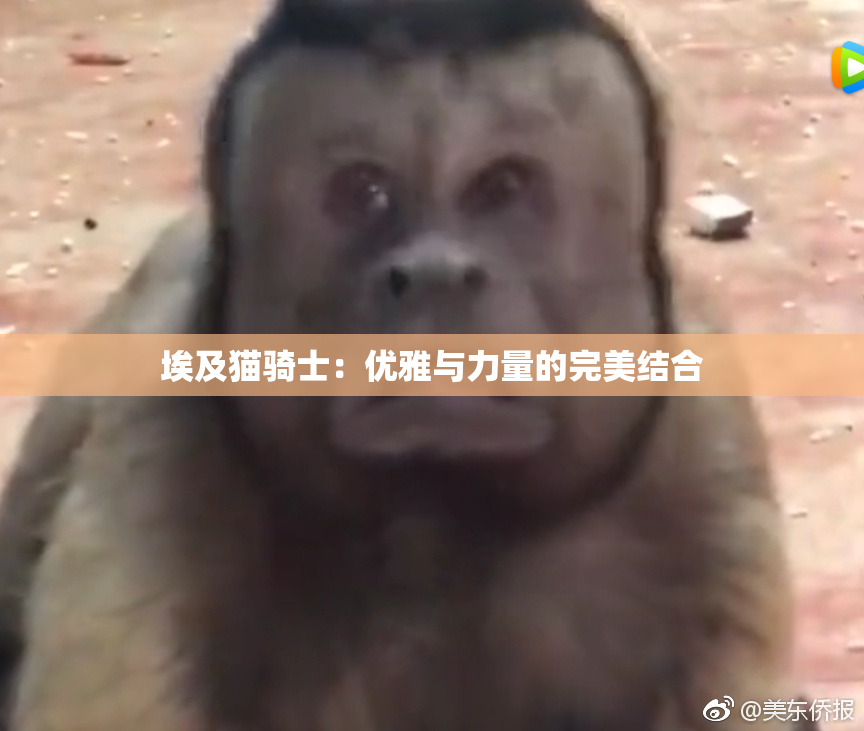 埃及猫骑士：优雅与力量的完美结合