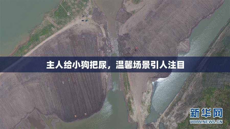 主人给小狗把尿，温馨场景引人注目