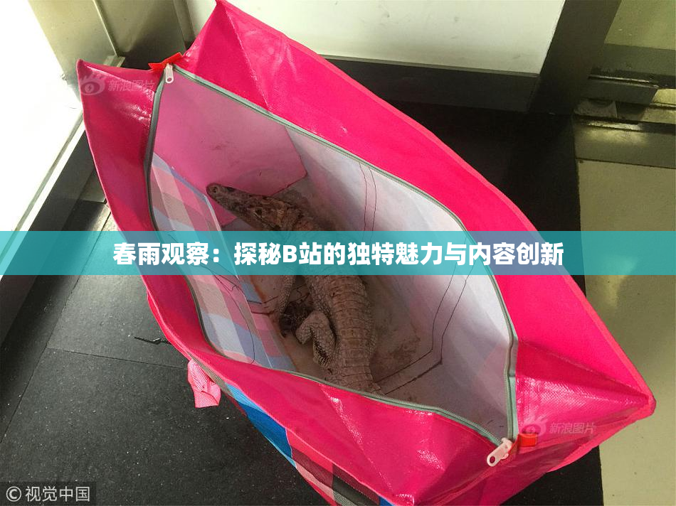 春雨观察：探秘B站的独特魅力与内容创新