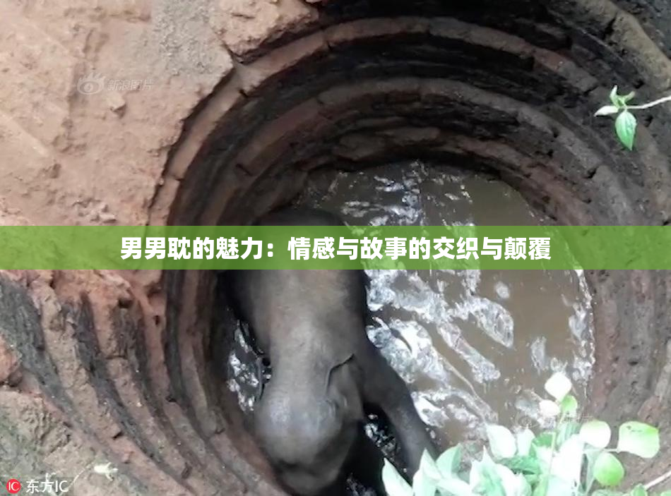 男男耽的魅力：情感与故事的交织与颠覆