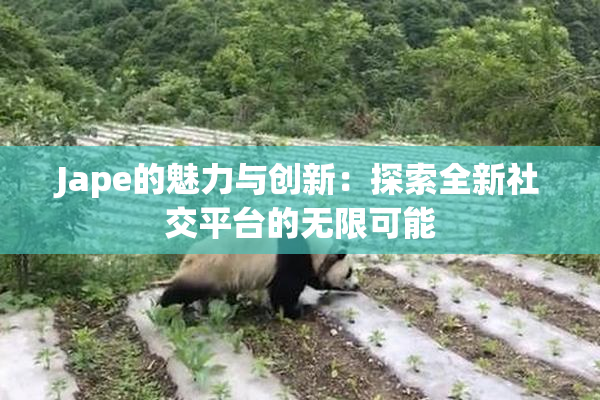 Jape的魅力与创新：探索全新社交平台的无限可能