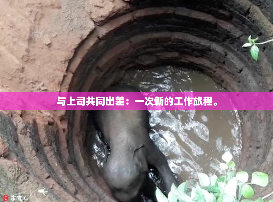 与上司共同出差：一次新的工作旅程。