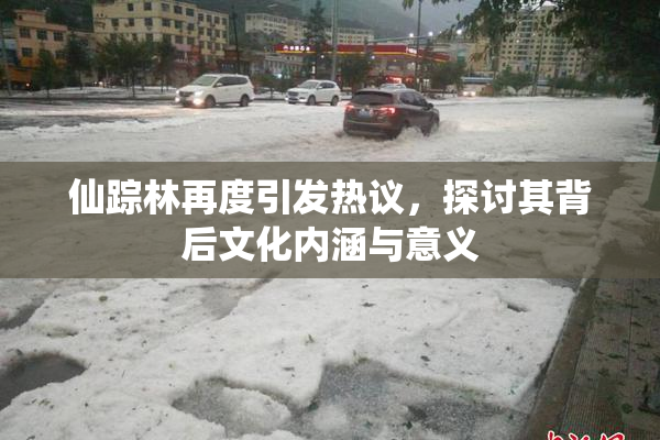 仙踪林再度引发热议，探讨其背后文化内涵与意义