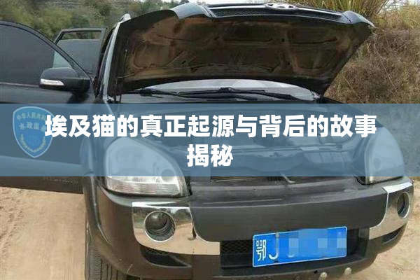 埃及猫的真正起源与背后的故事揭秘