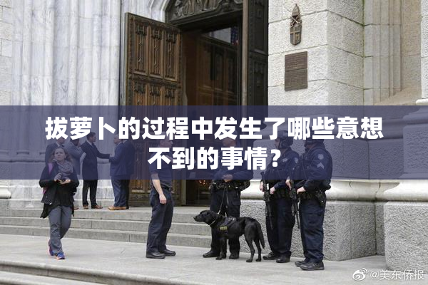 拔萝卜的过程中发生了哪些意想不到的事情？