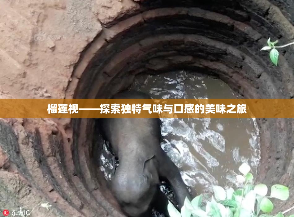 榴莲视——探索独特气味与口感的美味之旅
