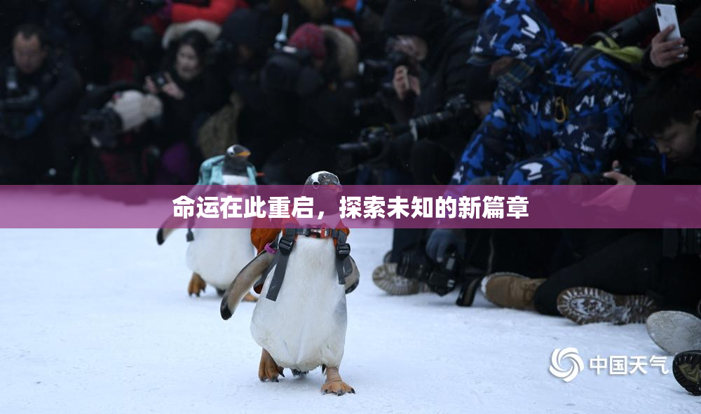 命运在此重启，探索未知的新篇章