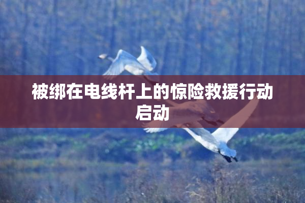 被绑在电线杆上的惊险救援行动启动
