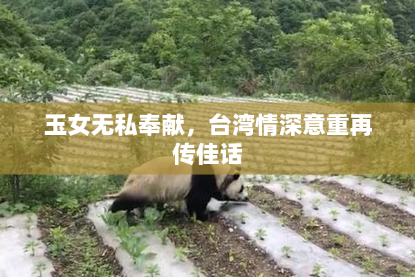 玉女无私奉献，台湾情深意重再传佳话