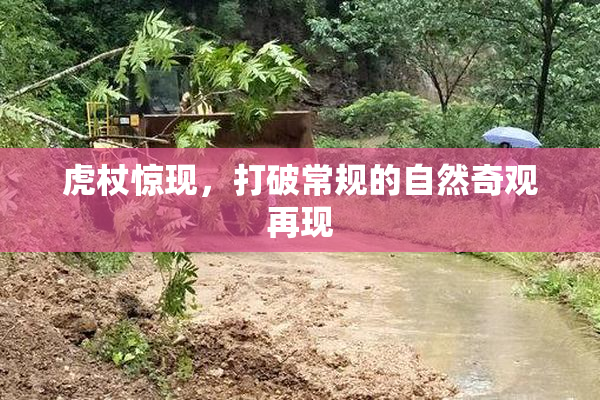 虎杖惊现，打破常规的自然奇观再现