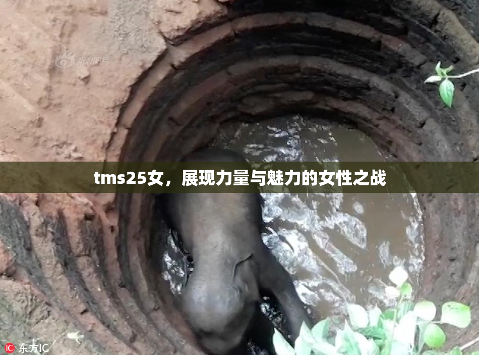 tms25女，展现力量与魅力的女性之战