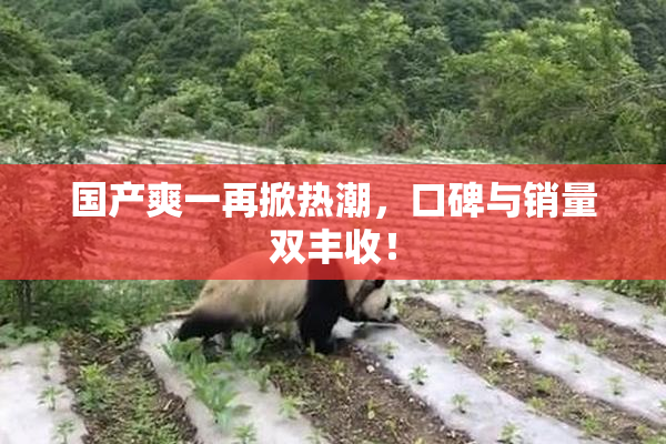 国产爽一再掀热潮，口碑与销量双丰收！