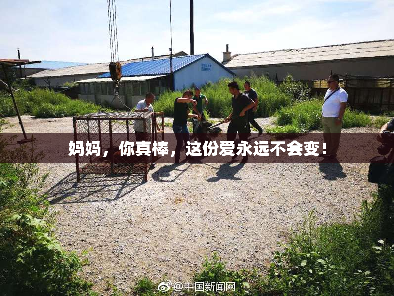 妈妈，你真棒，这份爱永远不会变！
