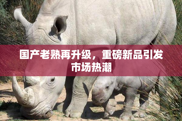 国产老熟再升级，重磅新品引发市场热潮