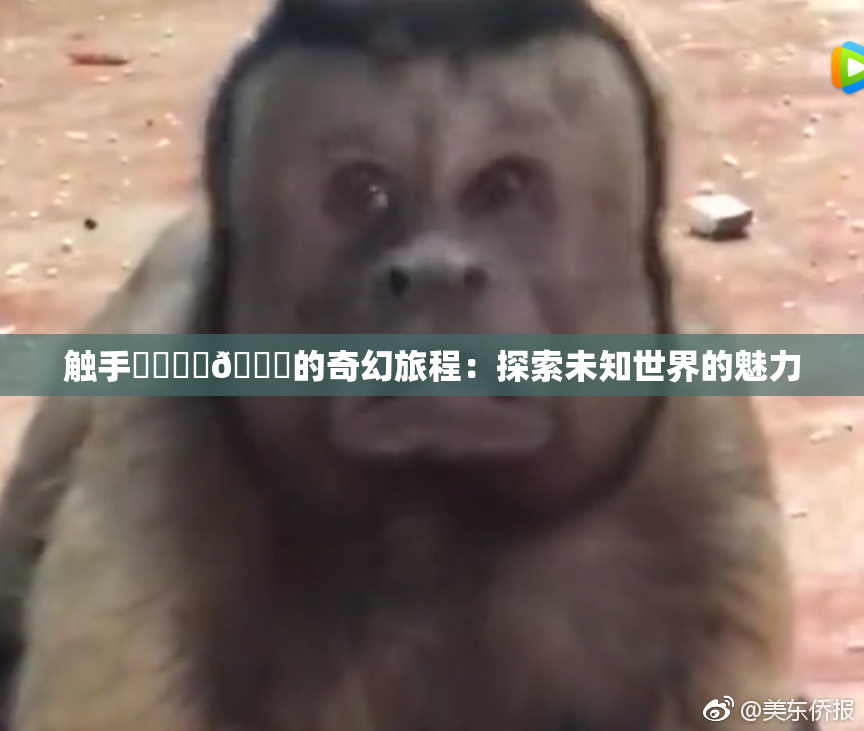 触手❌‌❌‌🔞的奇幻旅程：探索未知世界的魅力