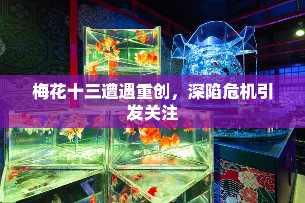 梅花十三遭遇重创，深陷危机引发关注