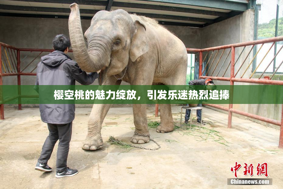 樱空桃的魅力绽放，引发乐迷热烈追捧