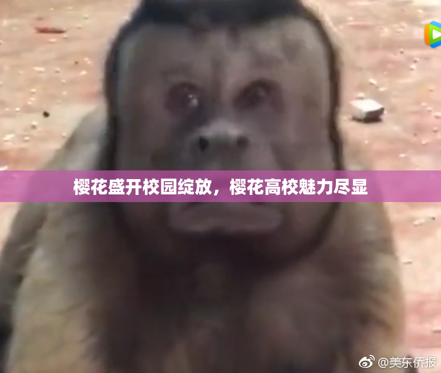 樱花盛开校园绽放，樱花高校魅力尽显