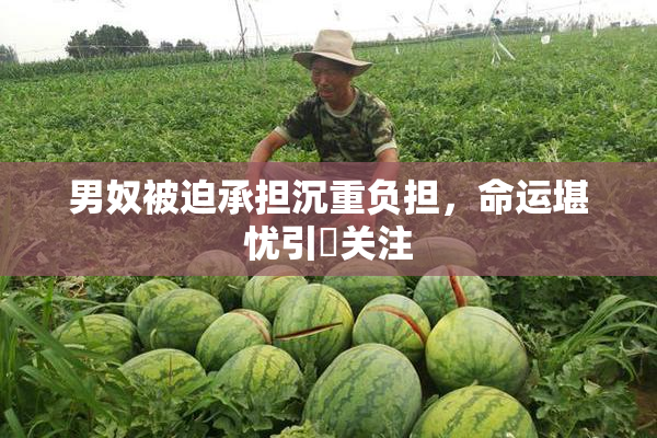 男奴被迫承担沉重负担，命运堪忧引発关注