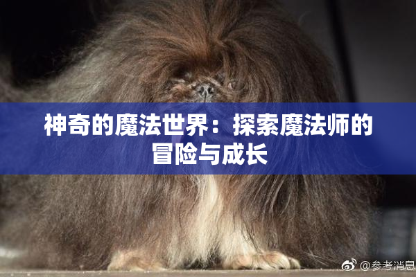 神奇的魔法世界：探索魔法师的冒险与成长