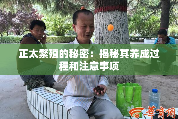 正太繁殖的秘密：揭秘其养成过程和注意事项