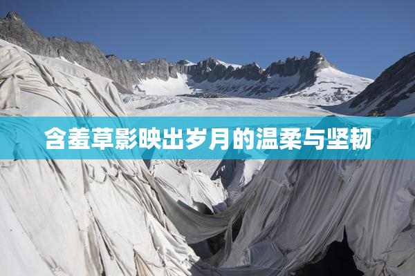 含羞草影映出岁月的温柔与坚韧