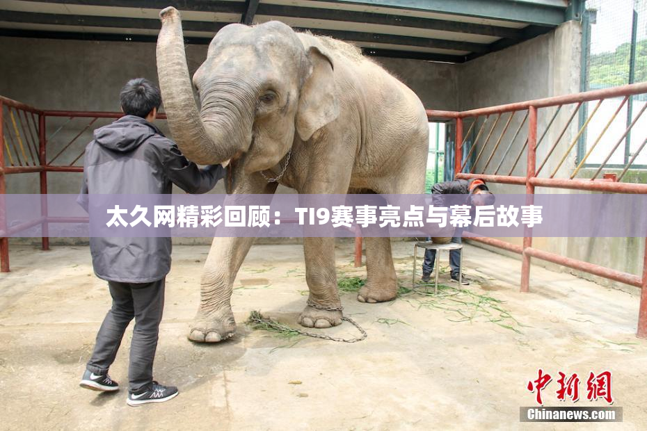 太久网精彩回顾：TI9赛事亮点与幕后故事