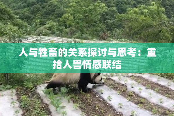 人与牲畜的关系探讨与思考：重拾人兽情感联结
