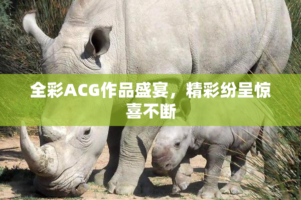 全彩ACG作品盛宴，精彩纷呈惊喜不断