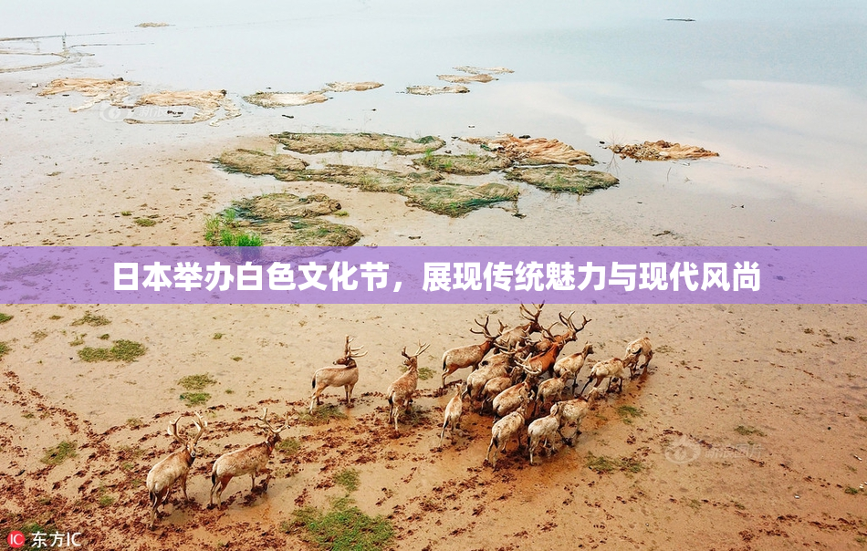 日本举办白色文化节，展现传统魅力与现代风尚