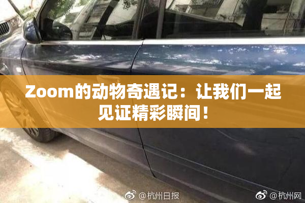 Zoom的动物奇遇记：让我们一起见证精彩瞬间！