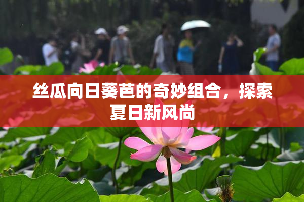 丝瓜向日葵芭的奇妙组合，探索夏日新风尚