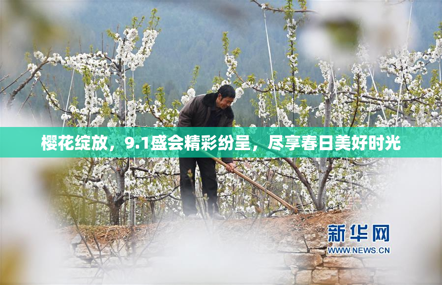 樱花绽放，9.1盛会精彩纷呈，尽享春日美好时光