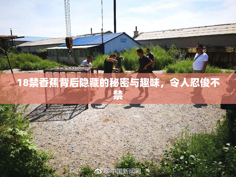 18禁香蕉背后隐藏的秘密与趣味，令人忍俊不禁