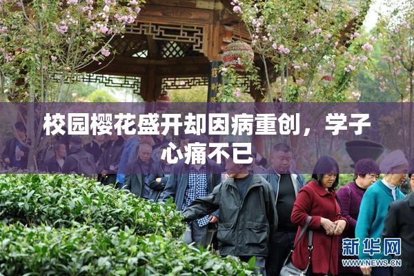 校园樱花盛开却因病重创，学子心痛不已