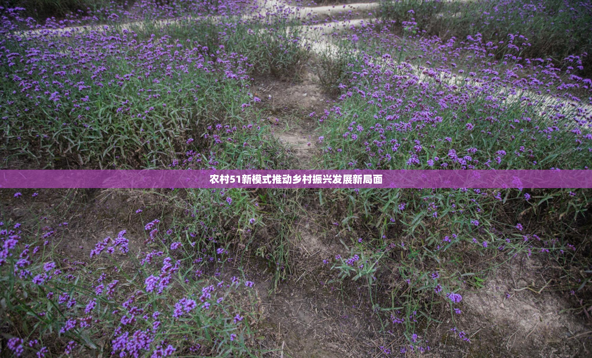 农村51新模式推动乡村振兴发展新局面