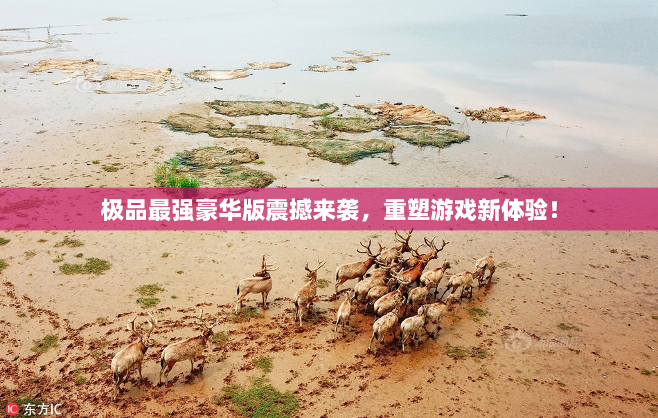 极品最强豪华版震撼来袭，重塑游戏新体验！
