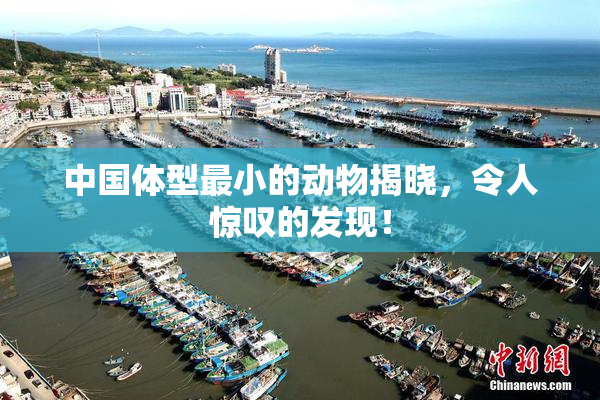 中国体型最小的动物揭晓，令人惊叹的发现！