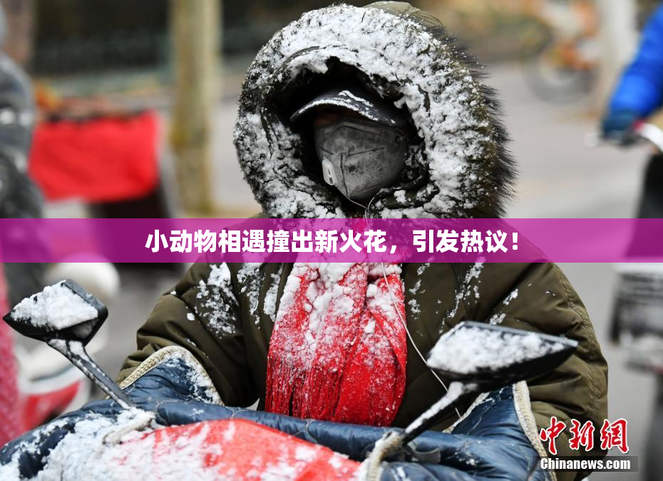 小动物相遇撞出新火花，引发热议！
