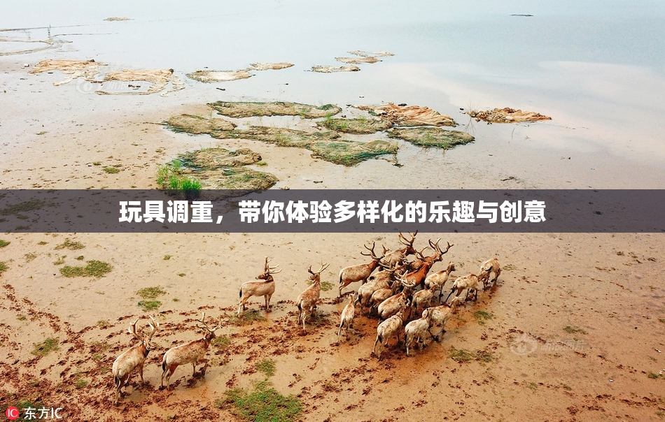 玩具调重，带你体验多样化的乐趣与创意