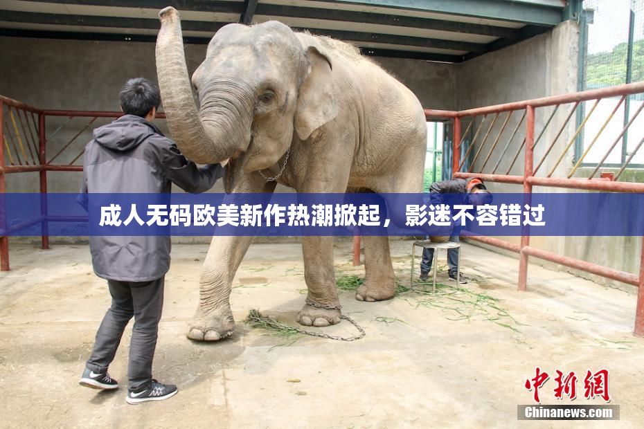 成人无码欧美新作热潮掀起，影迷不容错过