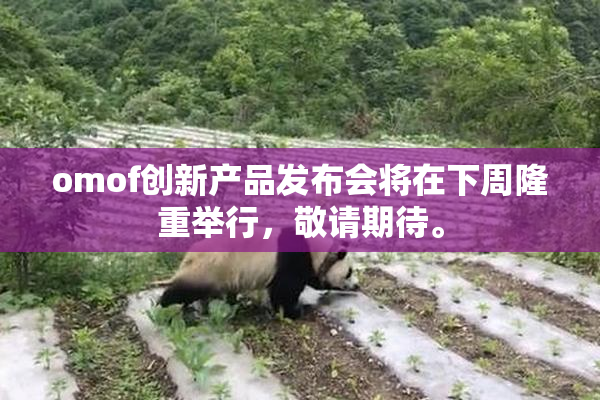 omof创新产品发布会将在下周隆重举行，敬请期待。