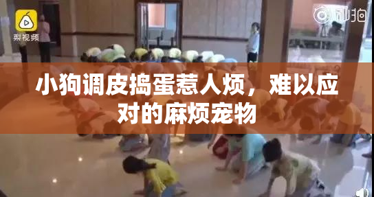 小狗调皮捣蛋惹人烦，难以应对的麻烦宠物