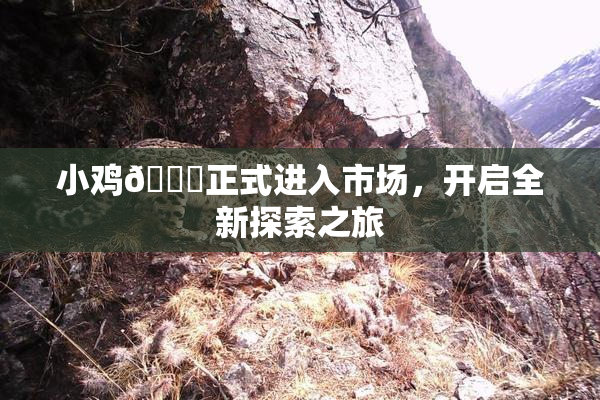 小鸡🐔正式进入市场，开启全新探索之旅