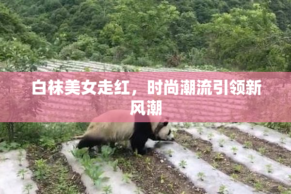 白袜美女走红，时尚潮流引领新风潮