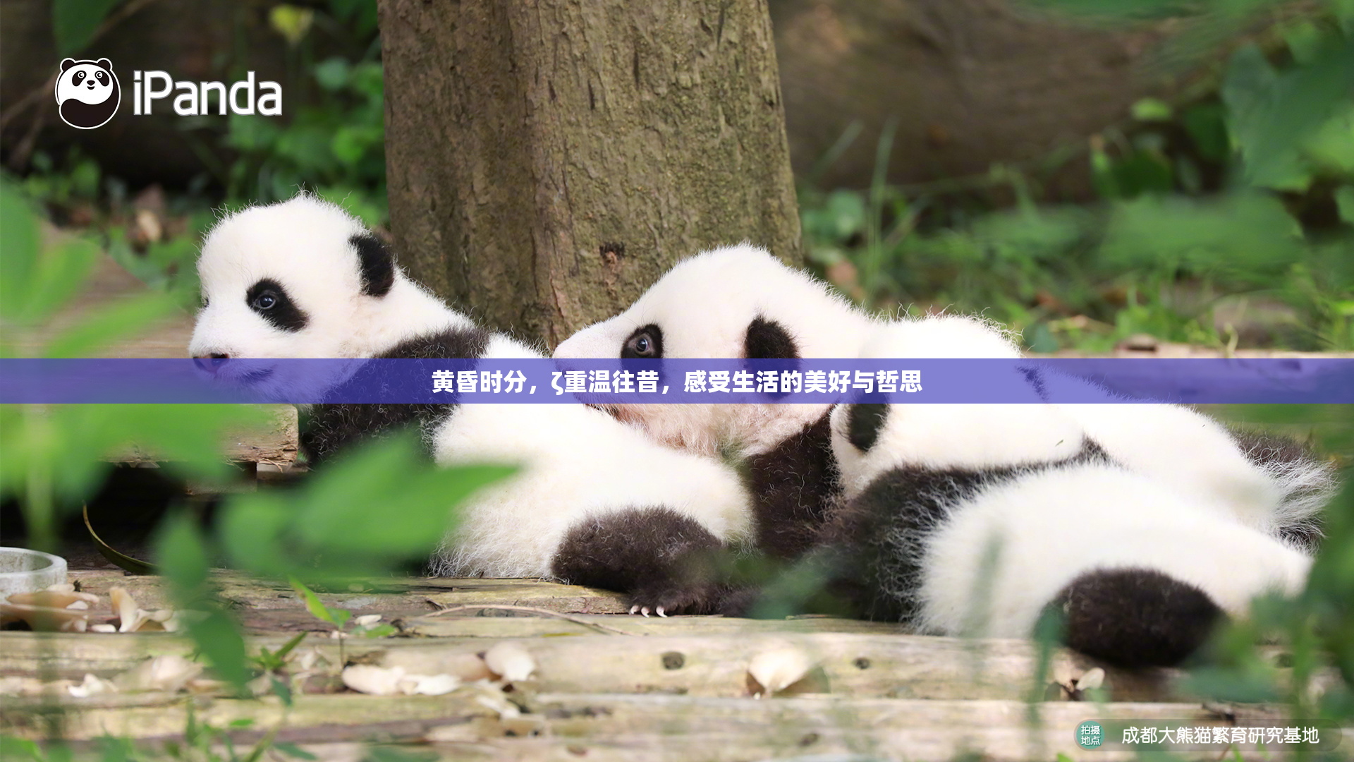 黄昏时分，ζ重温往昔，感受生活的美好与哲思