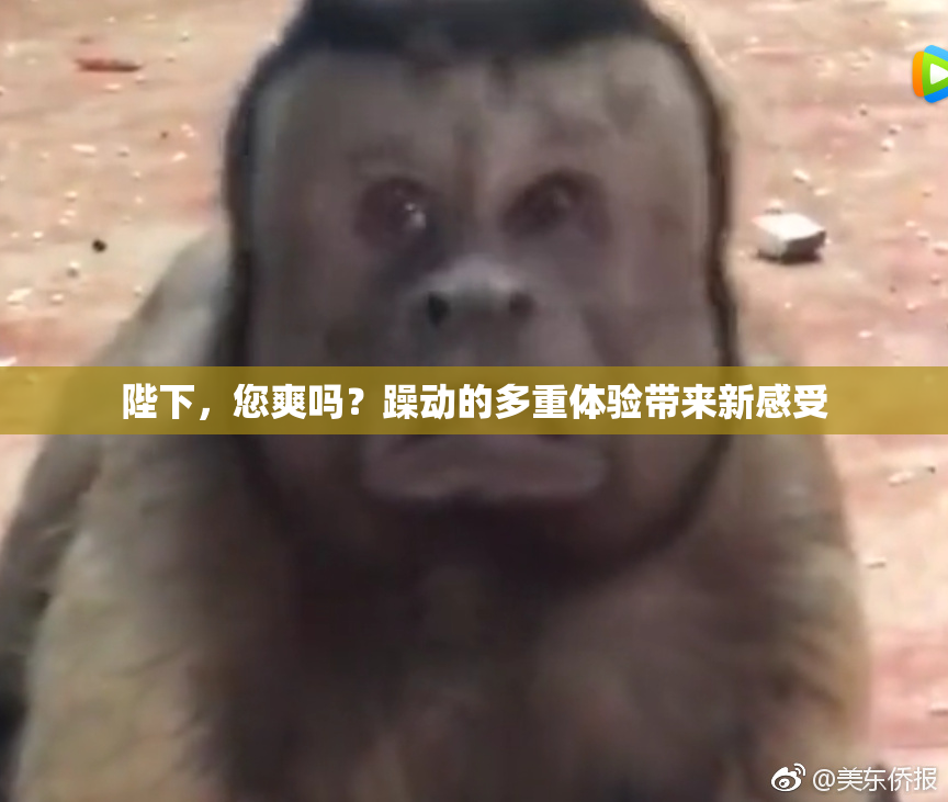 陛下，您爽吗？躁动的多重体验带来新感受