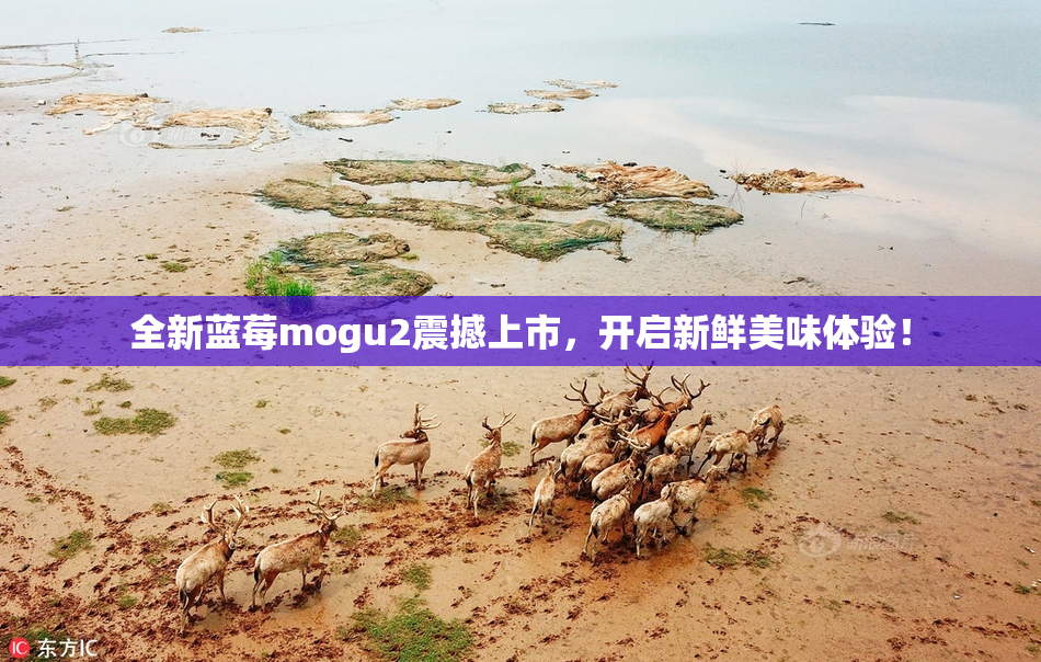 全新蓝莓mogu2震撼上市，开启新鲜美味体验！