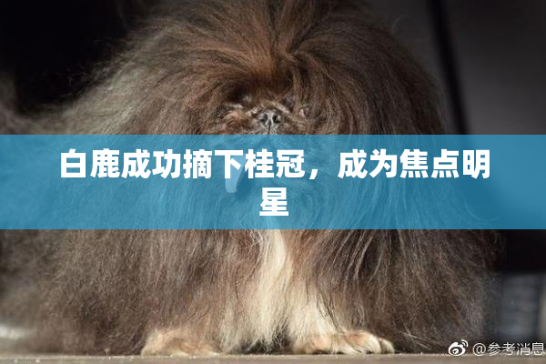 白鹿成功摘下桂冠，成为焦点明星