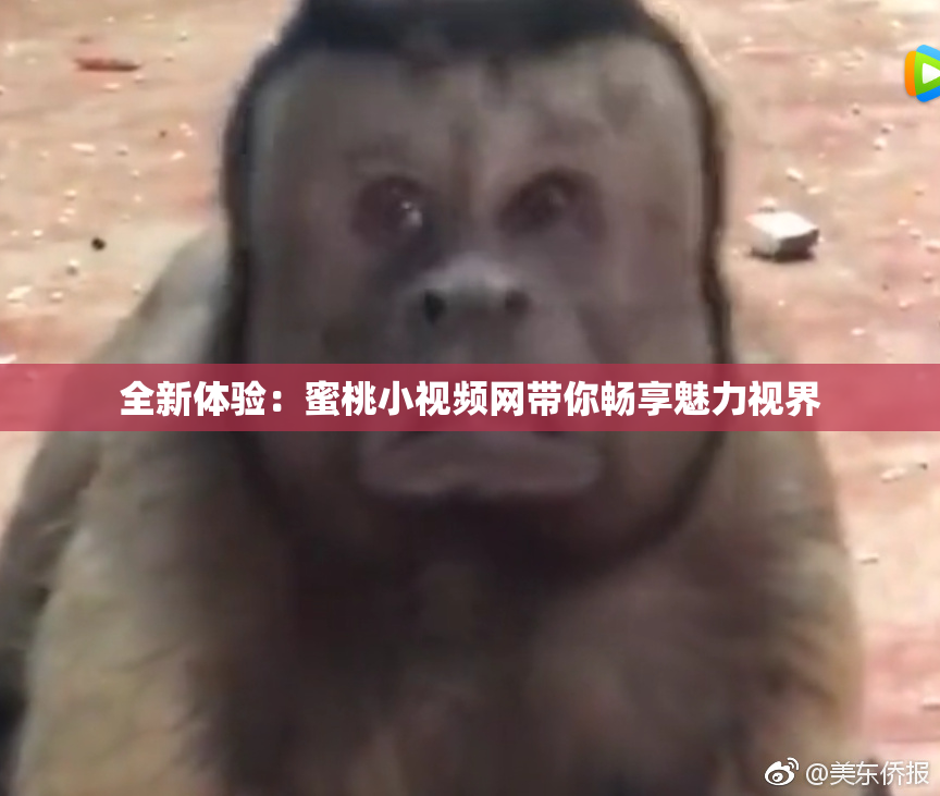 全新体验：蜜桃小视频网带你畅享魅力视界